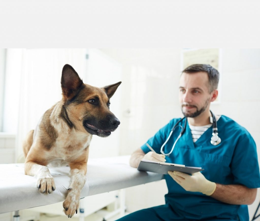 Lo que tienes que saber de las visitas al veterinario